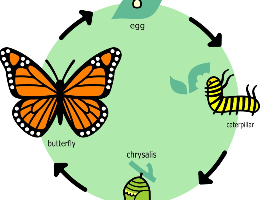 year-2-polar-bears-honeybourne-primary-school
